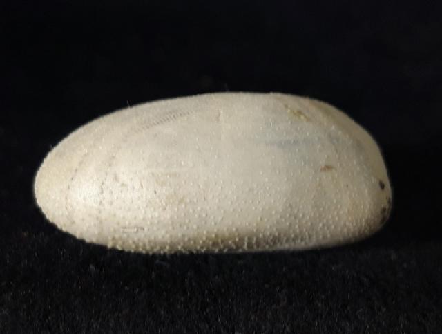 Heteraster oblongus (BRONGNIART 1821) - Bild © FossNet FossilienStore